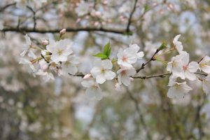 桃園命理幸福學堂｜八字算命命盤諮詢｜立春-Photo by Alice Wu on Unsplash